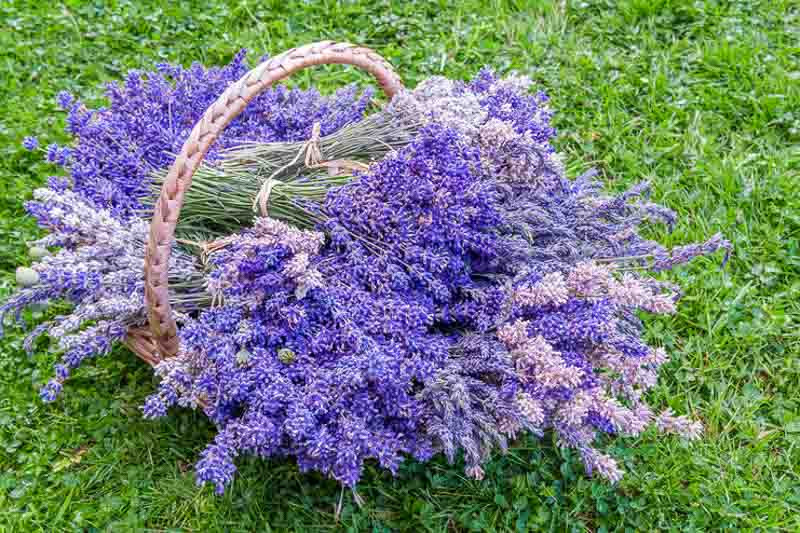 اسطوخودوس (Lavender)