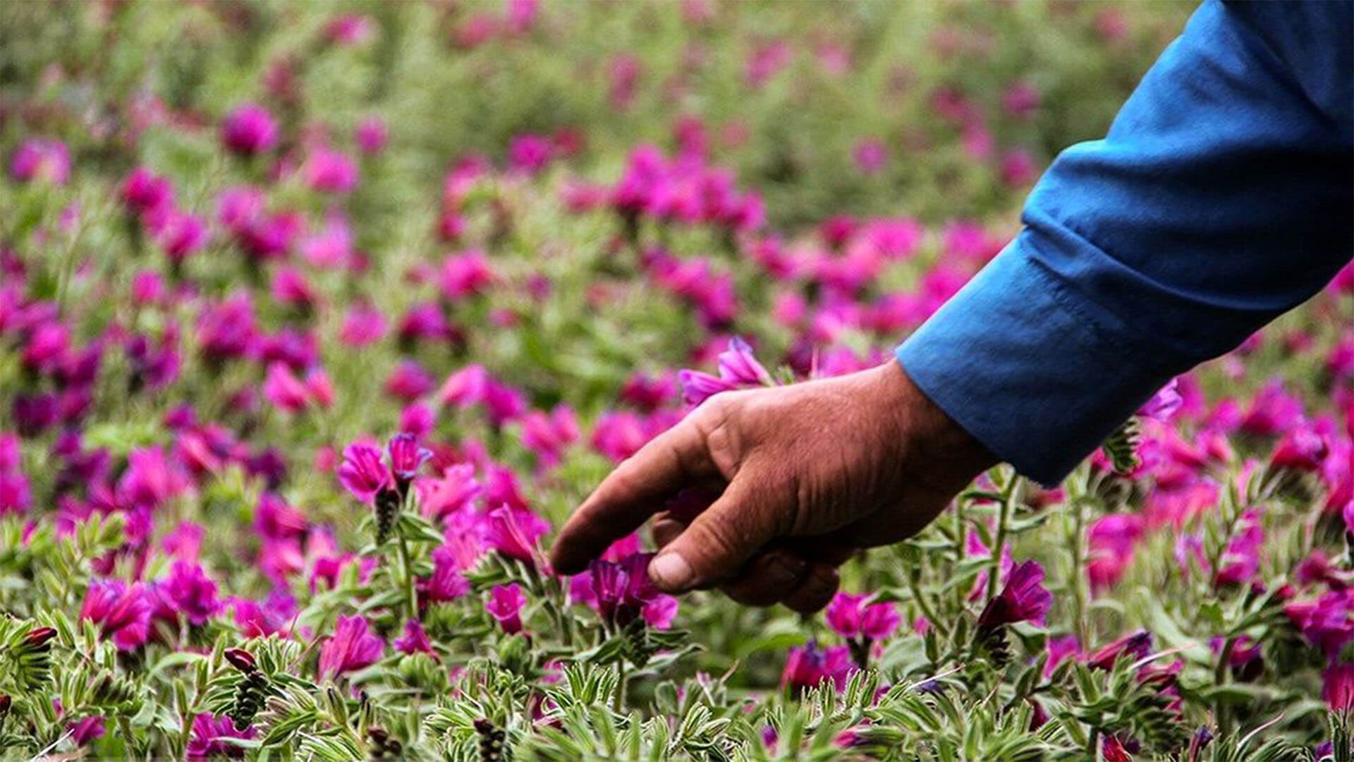 نشا گل گاوزبان ایرانی