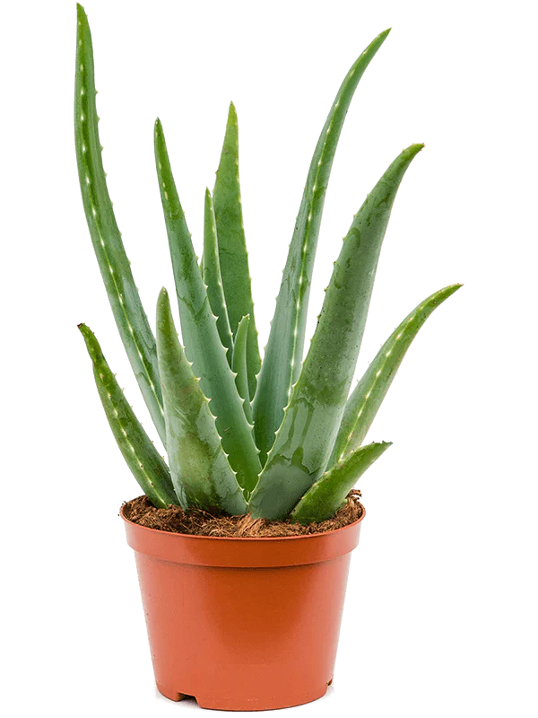 درمان بیماری‌های پوستی با آلوئه ورا (Aloe vera)