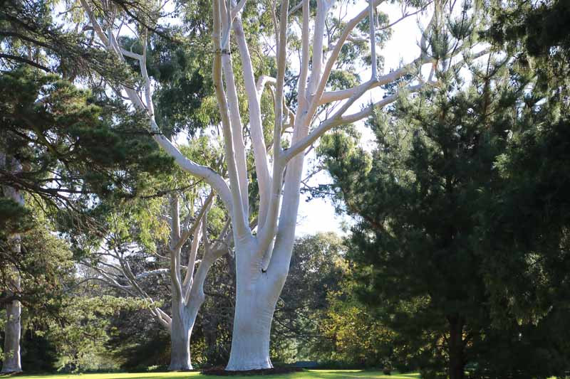 اکالیپتوس (Eucalyptus)