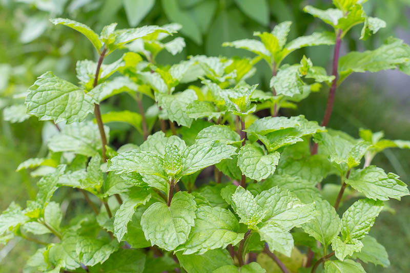 نعنا (Mentha)