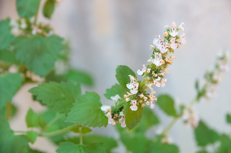 گربه‌ای (Nepeta cataria)