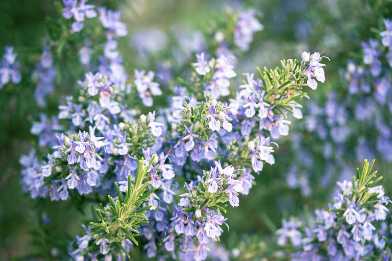 رزماری (Rosmarinus officinalis)