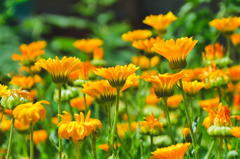 کالاندولا (Calendula officinalis)