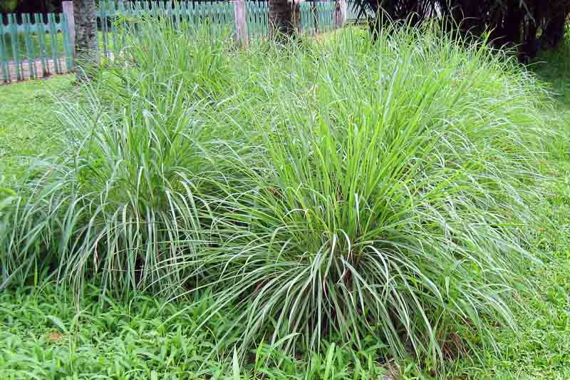 سیترونلا گراس (Cymbopogon nardus)