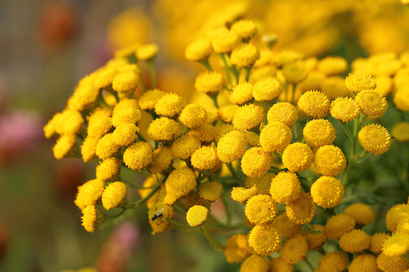 تانسی (Tanacetum vulgare)