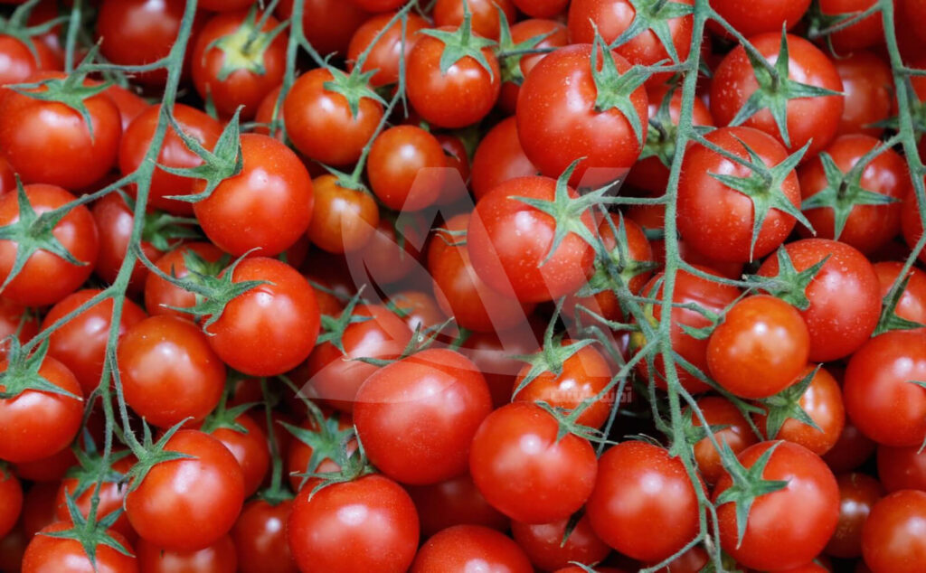 راهنمای کامل پرورش نشا گوجه فرنگی