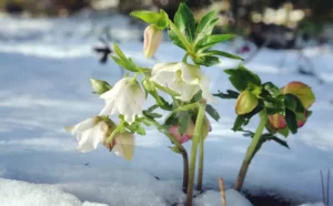 آماده‌سازی گیاهان برای زمستان